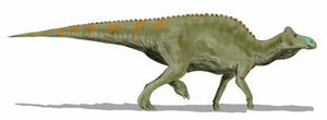 Hadrosaurus:. Mary Ann the Hadrosaur