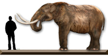 Laden Sie das Bild in den Galerie-Viewer, Mastodon foot cast replica Pleistocene. Ice Age