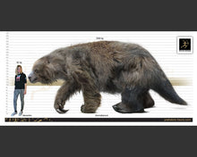 Load image into Gallery viewer, Eremotherium Ground Sloth skeleton cast replica