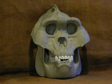 Load image into Gallery viewer, Gigantopithecus Skull #2 Skull only No Jaw