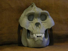 画像をギャラリービューアに読み込む, Custom painted: Gigantopithecus skull #2 Gigantopithecus blacki Reconstruction