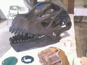 Camarasaurus skull cast replica #2