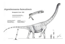 Load image into Gallery viewer, Sauropod: Argentinasaurus Vertebra cast replica Dinosaur