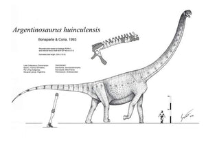 Sauropod: Argentinasaurus Vertebra cast replica Dinosaur