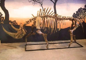 Woolly Rhino skeleton cast replica 1