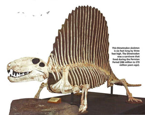Dimetrodon skeleton cast replica