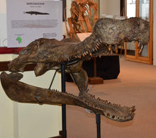 Charger l&#39;image dans la galerie, Sarcosuchus imperator Supercroc Skull cast replica