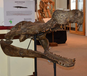 Sarcosuchus imperator Supercroc Skull cast replica