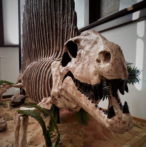 Dimetrodon skeleton cast replica