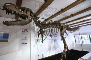 Tinker the T.rex skeleton cast replica T-rex Tinker