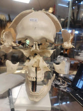 Charger l&#39;image dans la galerie, Beauchene Human Exploded skull cast replica
