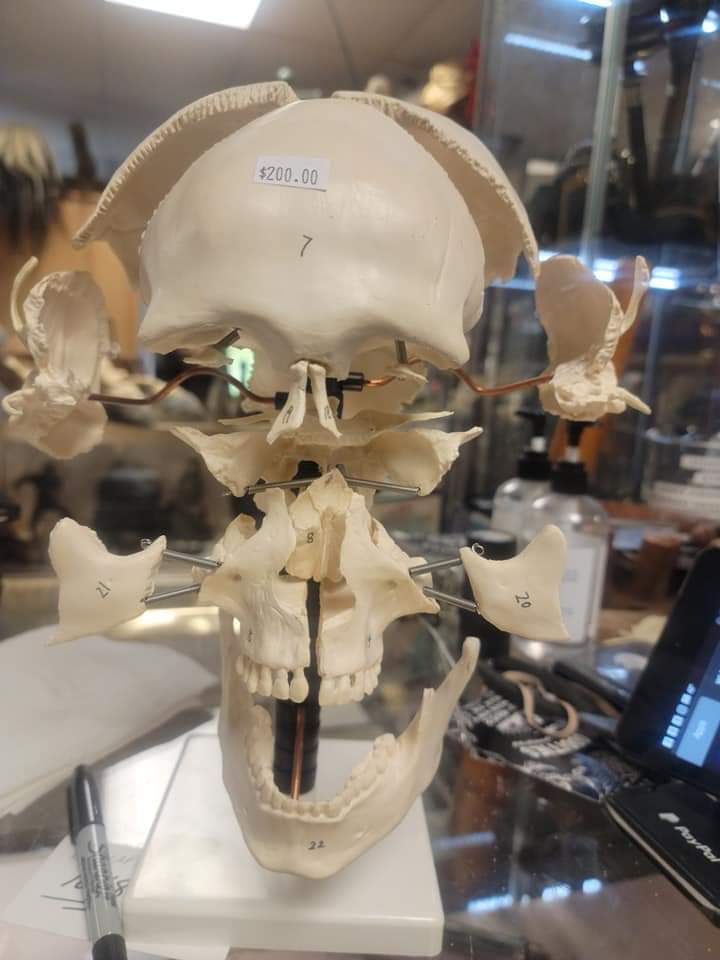 Beauchene Human Exploded skull cast replica