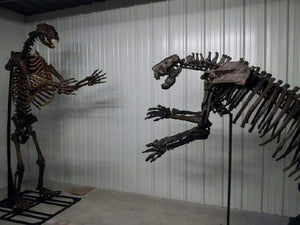 Megalonyx ground sloth skeleton cast replica