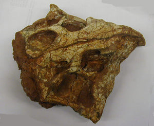 Hongshanosaurus Skull Cast Replica