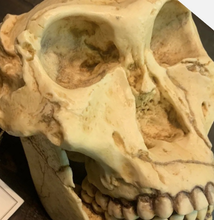 Charger l&#39;image dans la galerie, SK-48 Hominid skull cast replica