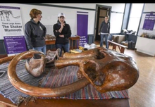 Laden Sie das Bild in den Galerie-Viewer, Mammoth Skull cast replica #1 Pleistocene. Ice Age