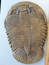 Load image into Gallery viewer, Dikelocephalus minnesotensis Trilobite cast replica