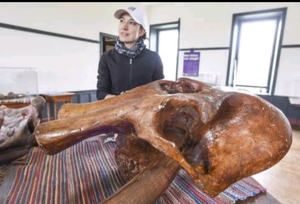 Mammoth Skull cast replica #1 Pleistocene. Ice Age