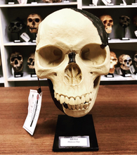 Charger l&#39;image dans la galerie, Piltdown man skull cranium replica Full-size reconstruction cast reconstruction