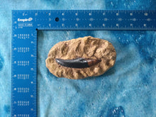 Load image into Gallery viewer, Allosaurus Tooth in matrix cast teplica Dinosaur