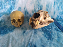 Laden Sie das Bild in den Galerie-Viewer, Cave lion skull cast replica 3