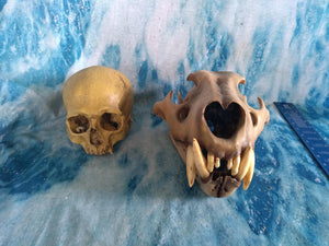 Cave lion skull cast replica 3