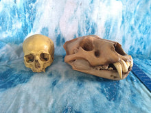 Laden Sie das Bild in den Galerie-Viewer, Cave lion skull cast replica 3