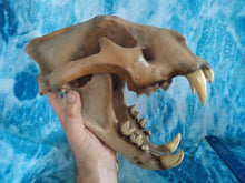 Load image into Gallery viewer, Cave lion skull cast replica 3