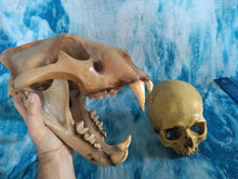 Charger l&#39;image dans la galerie, Cave lion skull cast replica 3