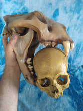 Charger l&#39;image dans la galerie, Cave lion skull cast replica 3
