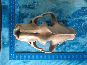 Cave lion skull cast replica 3