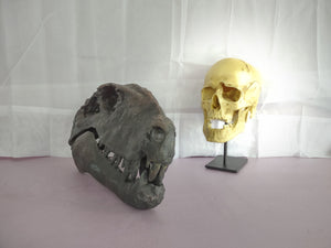 Dimetrodon skull cast replica #1