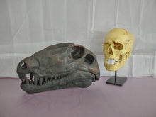 Charger l&#39;image dans la galerie, Dimetrodon skull cast replica #1