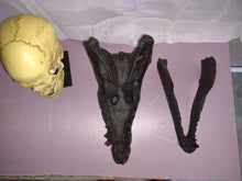 Load image into Gallery viewer, Dimetrodon skull cast replica #1