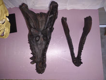 Charger l&#39;image dans la galerie, Dimetrodon skull cast replica #1