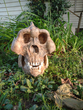 Laden Sie das Bild in den Galerie-Viewer, Gigantopithecus skull #2 Gigantopithecus blacki  Reconstruction