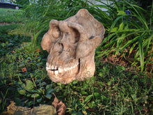 Laden Sie das Bild in den Galerie-Viewer, Gigantopithecus skull #2 Gigantopithecus blacki  Reconstruction