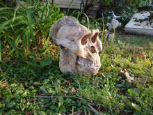 Laden Sie das Bild in den Galerie-Viewer, Gigantopithecus skull #2 Gigantopithecus blacki  Reconstruction
