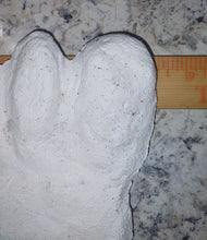 画像をギャラリービューアに読み込む, 19xx Alma Footprint track cast from Russia Cryptozoology AlmastyAlmas Footprint BIGFOOT