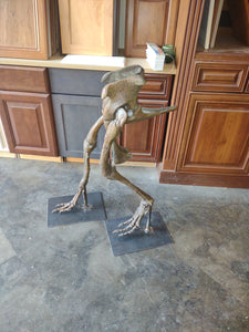 Rental item: Herrerasaurus skeleton cast replica dinosaur for rent