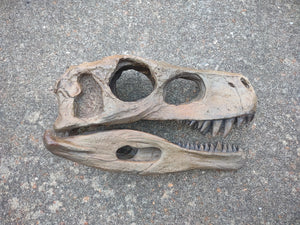 Herrerasaurus skull cast replica dinosaur for sale or rent
