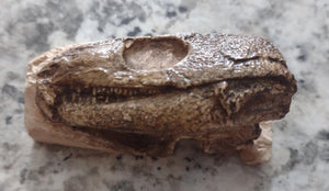 Captorhinus skull cast replica #1
