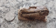 Laden Sie das Bild in den Galerie-Viewer, Captorhinus skull cast replicas set of 2