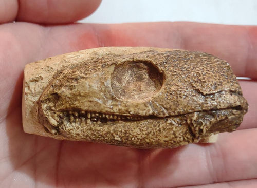 Captorhinus skull cast replica #1