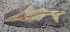 Ichtyosaurus skeleton cast replica (TMF ICHTY 1)
