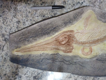 Cargar imagen en el visor de la galería, Ichtyosaurus skeleton cast replica (TMF ICHTY 1)