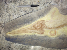 Load image into Gallery viewer, Ichtyosaurus skeleton cast replica (TMF ICHTY 1)