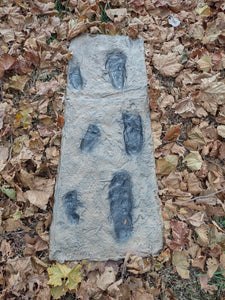 Laetoli Hominid Footprint tracks (6 tracks) impression casts