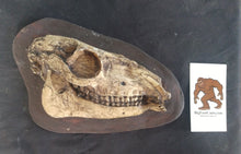 Cargar imagen en el visor de la galería, Mesohippus skull cast replica #3 Mesohippus fossil horse skull cast replica