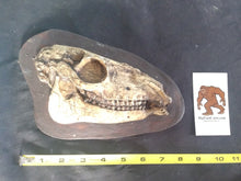 Cargar imagen en el visor de la galería, Mesohippus skull cast replica #3 Mesohippus fossil horse skull cast replica